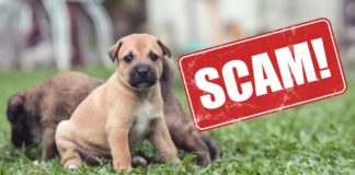 puppy scam