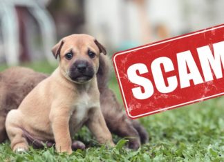 puppy scam