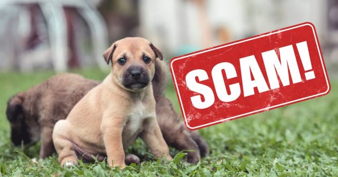 puppy scam