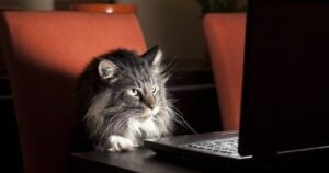 Cat-themed hackers destroy shady VPN's customer database